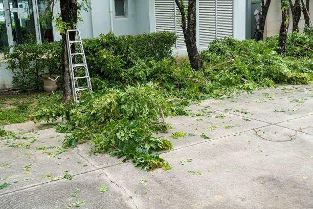 Best Tree Fertilization  in Cherryland, CA