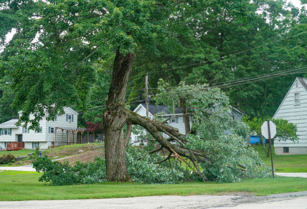 Best Tree and Shrub Care  in Cherryland, CA