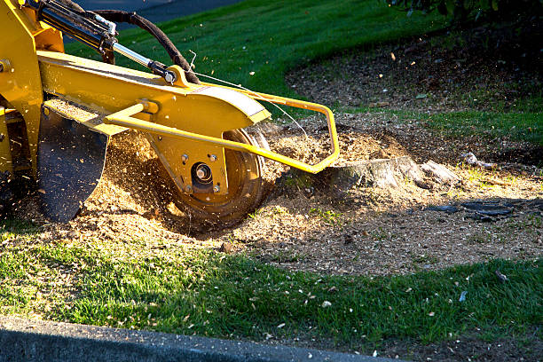 Best Emergency Tree Removal  in Cherryland, CA