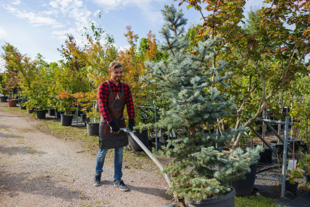 Best Leaf Removal  in Cherryland, CA