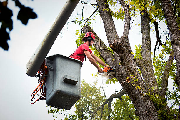 Best Mulching Services  in Cherryland, CA