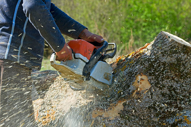 Best Seasonal Cleanup (Spring/Fall)  in Cherryland, CA