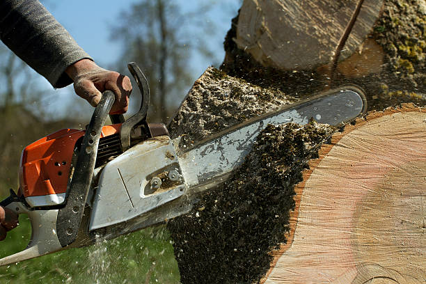 Best Hazardous Tree Removal  in Cherryland, CA